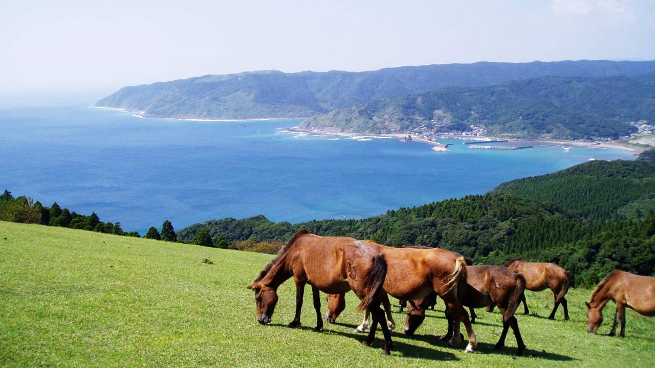 PAKALAPAKA|都井岬観光交流館 パカラパカ